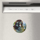 Silver Laced Cochin Chick in Studio Setting Magneet (Insitu (Vaatwasser))