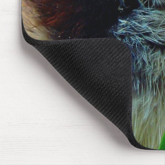 Silver Laced Cochin Chick in Studio Setting Muismat (Hoek)