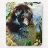 Silver Laced Cochin Chick in Studio Setting Muismat (Voorkant)