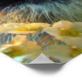 Silver Laced Cochin Chick in Studio Setting Poster (Hoek)