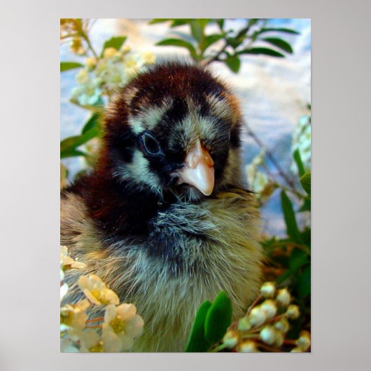 Silver Laced Cochin Chick in Studio Setting Poster (Voorkant)