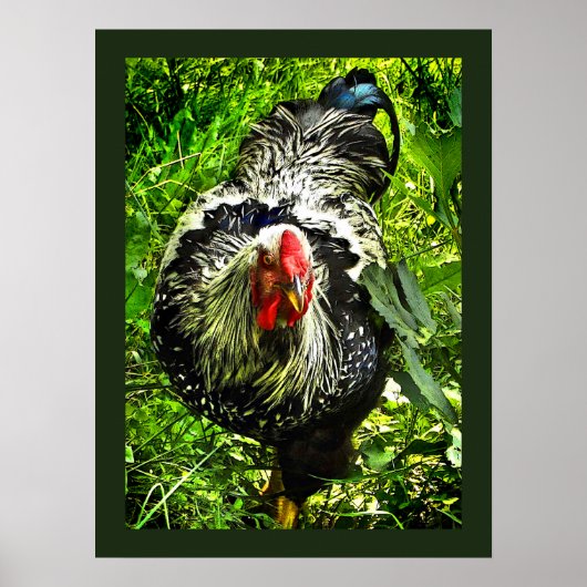 Silver Laced Wyandotte Rooster Green Animal Poster (Voorkant)