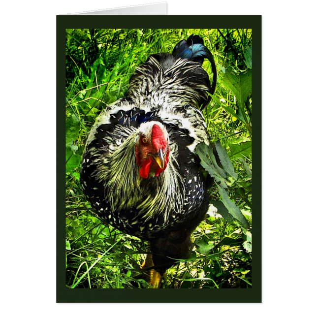 Silver Laced Wyandotte Rooster Green Blank Card (Voorkant)