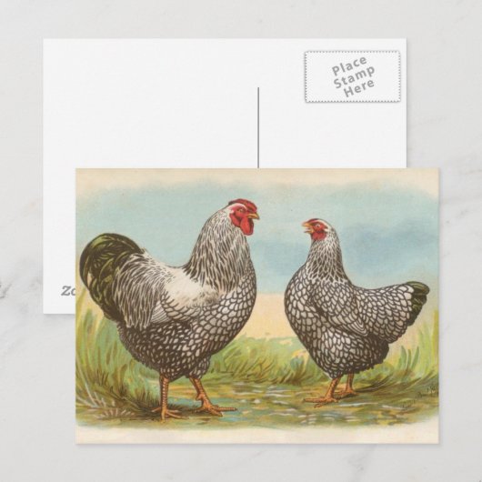 Silver Laced Wyandottes Briefkaart (Voorkant / Achterkant)