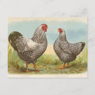 Silver Laced Wyandottes Briefkaart