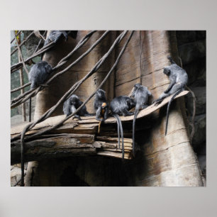 Silver Langur Monkey Troop met Baby Poster