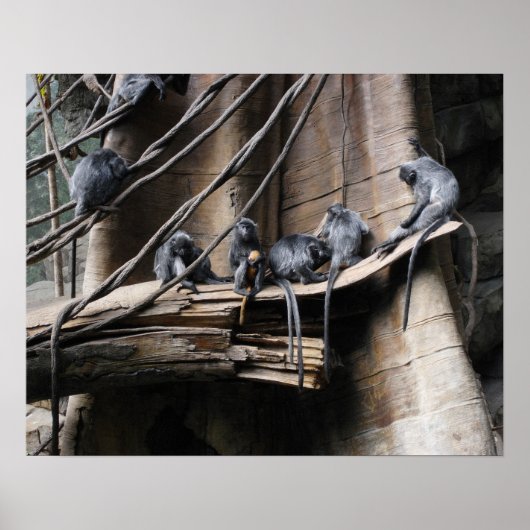 Silver Langur Monkey Troop met Baby Poster (Voorkant)