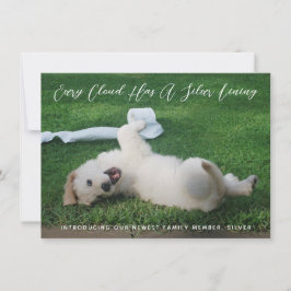 Silver Lining Photo Pet Adoption Aankondiging