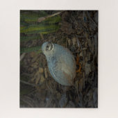 Silver Male Button Kwartel in het gras Legpuzzel (Verticaal)