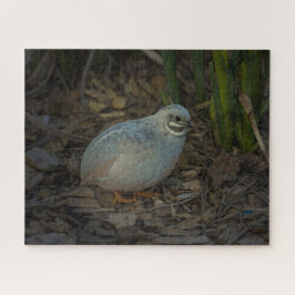 Silver Male Button Kwartel in het gras Legpuzzel