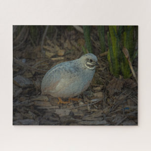 Silver Male Button Kwartel in het gras Legpuzzel