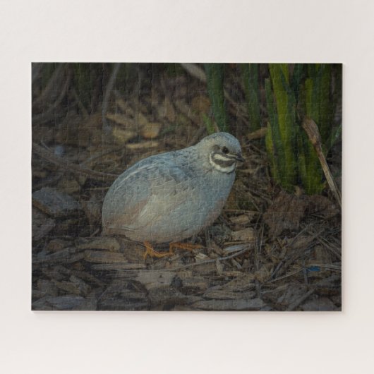 Silver Male Button Kwartel in het gras Legpuzzel (Horizontaal)