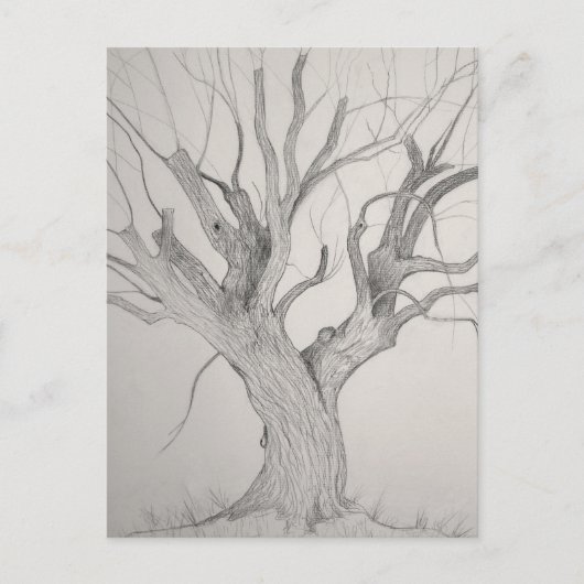 Silver Maple briefkaart (Voorkant)