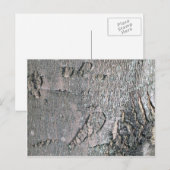 Silver Maple-schors Briefkaart (Voorkant / Achterkant)