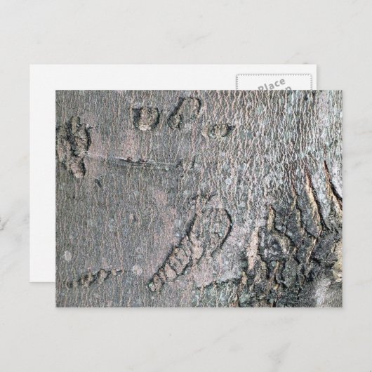 Silver Maple-schors Briefkaart (Voorkant / Achterkant)