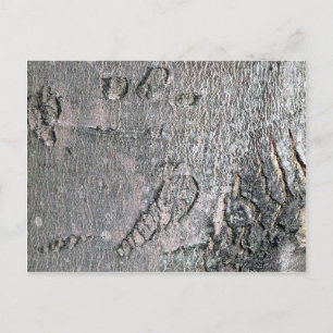 Silver Maple-schors Briefkaart