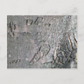 Silver Maple-schors Briefkaart (Voorkant)