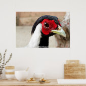 Silver Pheasants Poster (Keuken)