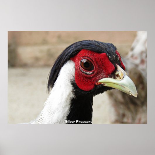 Silver Pheasants Poster (Voorkant)