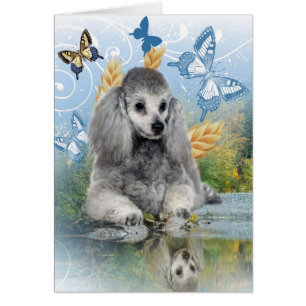 Silver poodle geniet van reflectie