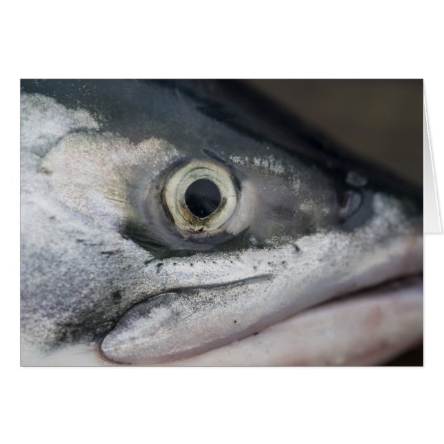 Silver Salmon Face (Voorkant Horizontaal)