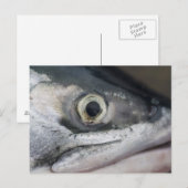 Silver Salmon Face Briefkaart (Voorkant / Achterkant)