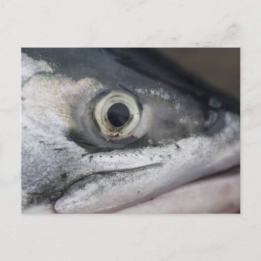 Silver Salmon Face Briefkaart (Voorkant)