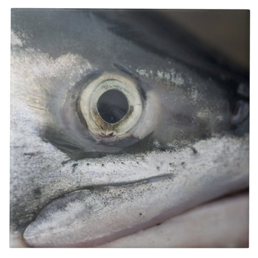 Silver Salmon Face Tegeltje (Voorkant)