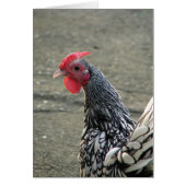 Silver Sebright Bantam Rooster (Voorkant)