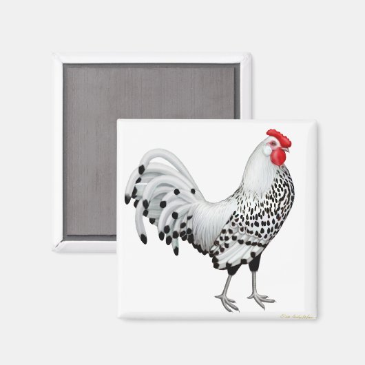 Silver Spangled Hamburg Rooster Magnet (Voorkant / Achterkant)