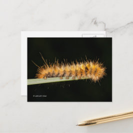 Silver Spotted Tiger Moth/Woollybeer Caterstyle Briefkaart