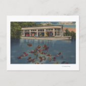 Silver Springs, Florida - Uitzicht van Riverboat & Briefkaart (Voorkant)