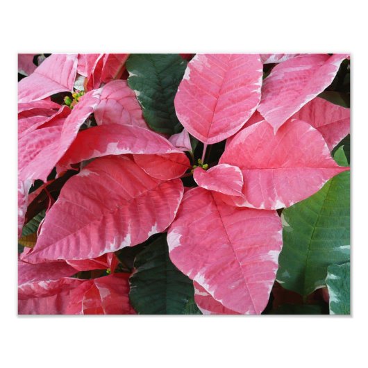 Silver Star Marble Poinsettias Pink Holiday Floral Foto Afdruk (Voorkant)