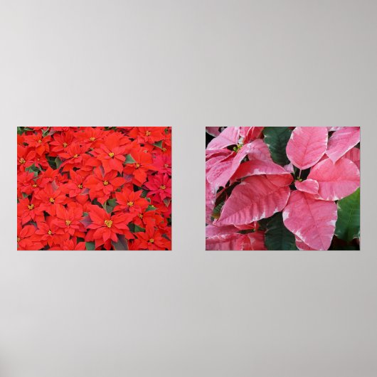 Silver Star Marble Poinsettias Pink Holiday Floral Muurkunst Sets (Voorkant)