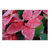 Silver Star Marble Poinsettias Pink Holiday Floral Perfect Poster (Voorkant)
