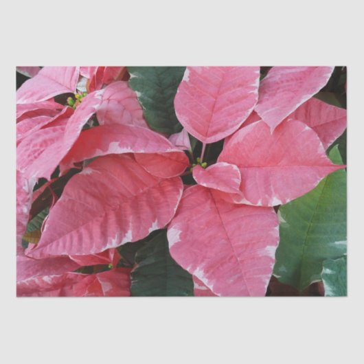 Silver Star Marble Poinsettias Pink Holiday Floral Tissuepapier (Voorkant)