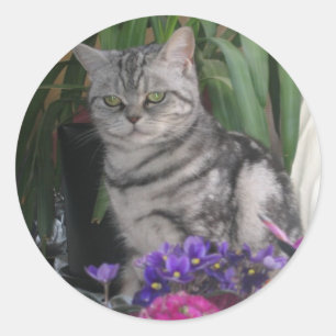 Silver tabby - Britse Korthaar kat sticker