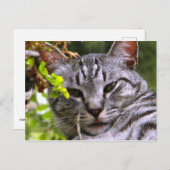 Silver Tabby Cat Face Briefkaart (Voorkant / Achterkant)