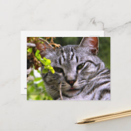 Silver Tabby Cat Face Briefkaart