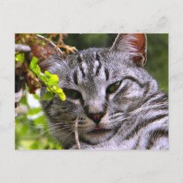 Silver Tabby Cat Face Briefkaart