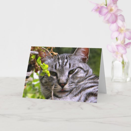"Silver Tabby Cat Head" Wenskaart met envelop Kaart (Orchidee)