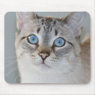 Silver Tabby Siamese Muismat