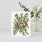 Silver Thistle Collectie Briefkaart (Staand voorkant)
