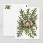 Silver Thistle Collectie Briefkaart (Voorkant / Achterkant)