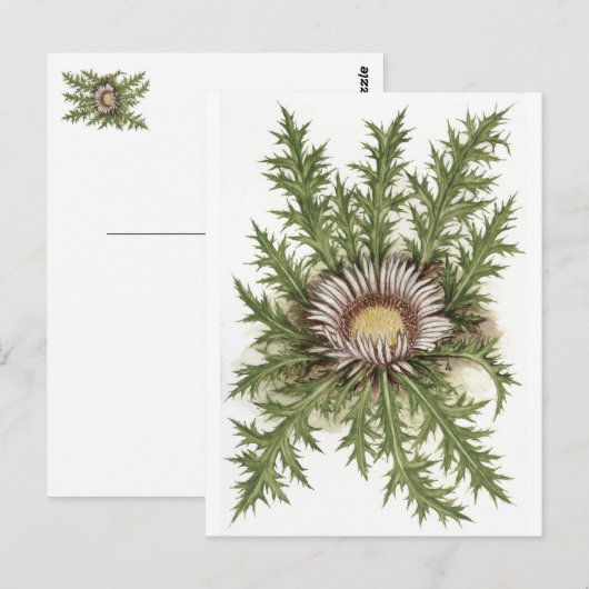 Silver Thistle Collectie Briefkaart (Voorkant / Achterkant)