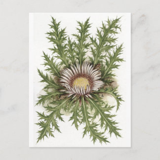 Silver Thistle Collectie Briefkaart