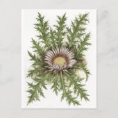 Silver Thistle Collectie Briefkaart (Voorkant)