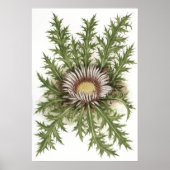 Silver Thistle - Sue Abonyi Poster (Voorkant)