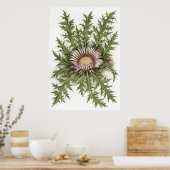 Silver Thistle - Sue Abonyi Poster (Keuken)