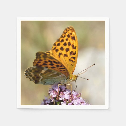 Silver-washed Fritillary butterfly on flower Servet (Voorkant)